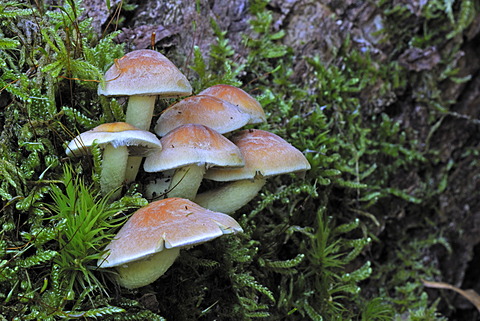 Sulphur Tuft (Hypholoma fasciculare)