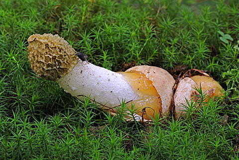 Stinkhorn (Phallus impudicus) with a stench that attracts flies