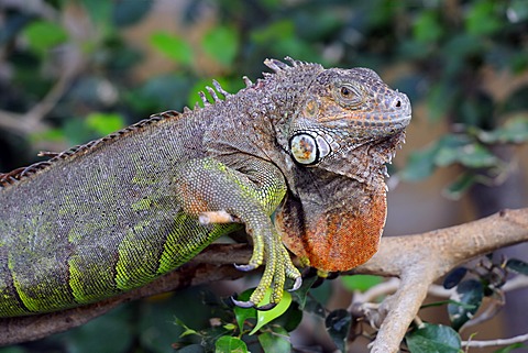 Green Iguana (Iguana iguana)