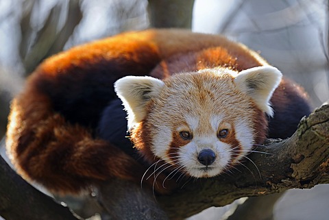 Red Panda or Lesser Panda (Ailurus fulgens)