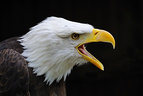 Bald Eagle (Haliaeetus leucocephalus), portrait