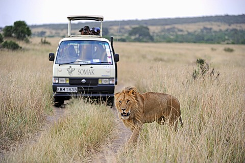 Lion (Panthera leo), male, in front of a safari vehicle, Masai Mara National Reserve, Kenya, East Africa, Africa