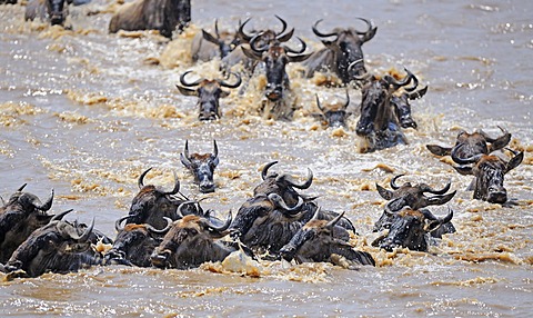 Great Migration, Blue Wildebeest (Connochaetes taurinus), gnus crossing the Mara River, Masai Mara, Kenya, Africa