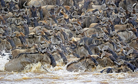 Wildebeest (Connochaetes taurinus), Gnu migration, wildebeest while crossing the Mara River, Masai Mara, East Africa, Africa