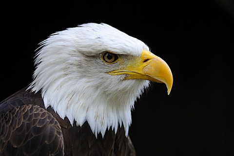 Bald Eagle (Haliaeetus leucocephalus), portrait, Hesse, Germany, Europe