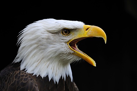 Bald Eagle (Haliaeetus leucocephalus), portrait, Hesse, Germany, Europe