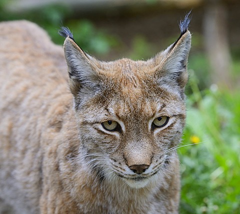 Eurasian lynx (Lynx lynx), Brandenburg, Germany, Europe