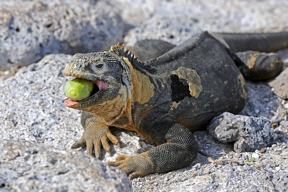 Galapagos Land Iguana (Conolophus subcristatus), island of Plaza Sur subspecies, eating a GalÃƒÂ¡pagos prickly pear (Opuntia echios), Galapagos Islands, UNESCO World Heritage Site, Ecuador, South America