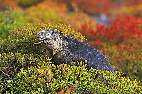 Galapagos Land Iguana (Conolophus subcristatus), subspecies of South Plaza Island, Isla Plaza Sur, Galapagos, UNESCO World Heritage Site, Ecuador, South America