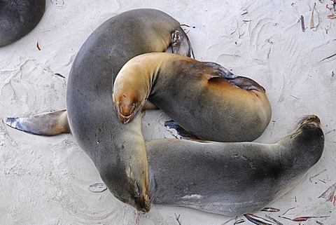 GalÃ¡pagos sea lions (Zalophus wollebaeki), Puerto Villamil, Isabela Island, Galapagos Islands, UNESCO World Heritage Site, Ecuador, South America