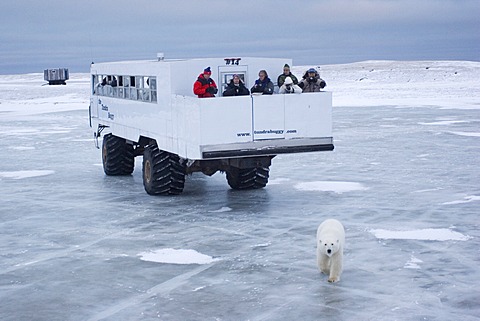 Tundra Buggy with polar bear (Ursus maritimus), Churchill, Manitoba, Canada