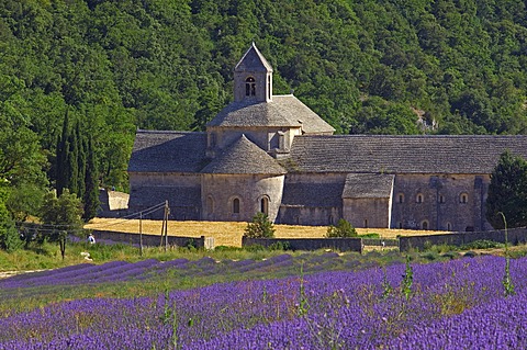 Lavender fields at Abbaye Notre-dame de Senanque, Senanque Abbey, Gordes, Provence, France, Europe