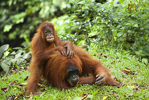 Sumatran orangutan (Pongo abelii) with young, in the rain forests of Sumatra, Indonesia, Asia