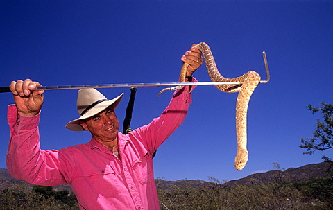 USA, United States of America, Arizona: A naturalist of Tanque Verde Guest Ranch, near Tucson, show a rattle snake to visitors.