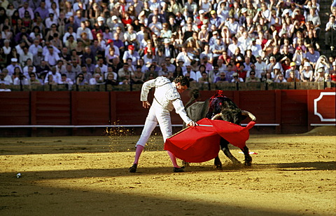 Bullfight at the Plaza de Toros, Seville, Andalusia, Spain, Europe