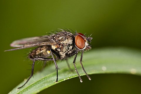 Common Housefly (Musca domestica)