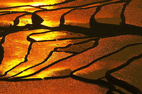 Rice terraces at Duoyishu, Yuanyang County, Yunnan, China, Asia