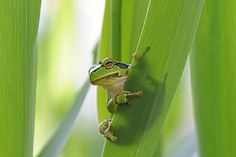 European tree frog (Hyla arborea)