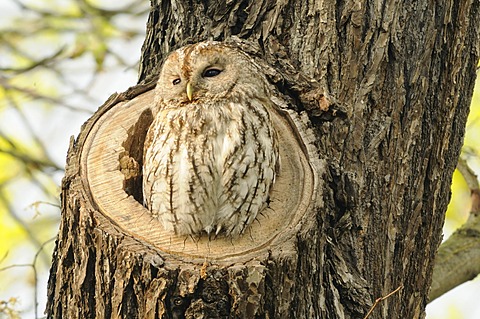 Tawny owl or Brown owl (Strix aluco)