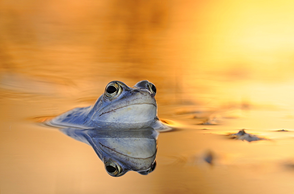 Moor Frog (Rana arvalis) in spawning grounds at sunset, Middle Elbe Biosphere Reserve near Dessau, Saxony-Anhalt, Germany, Europe