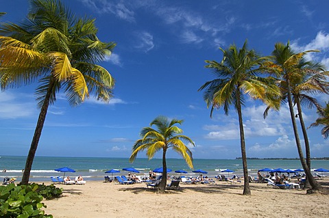 Beach with palm trees in San Juan, Puerto Rico, Caribbean