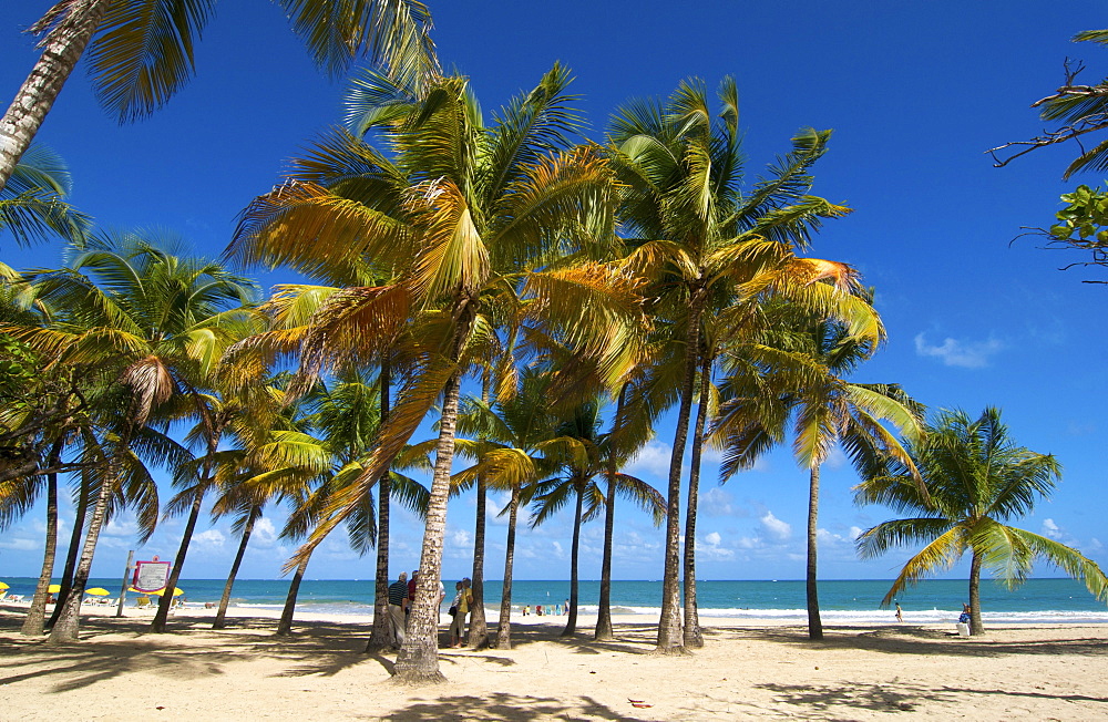 Beach with palm trees, Isla Verde, San Juan, Puerto Rico, Caribbean