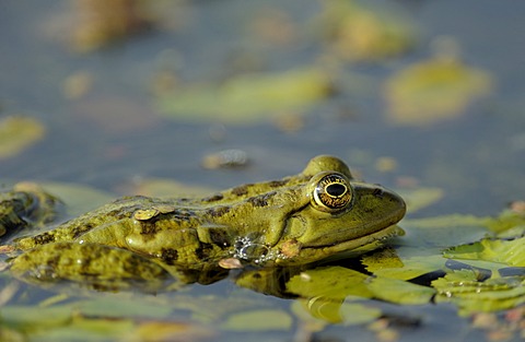 Edible frog (Pelophylax esculentus, Rana esculenta), Danube Delta, Romania, Europe