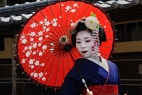 A Maiko, a trainee Geisha, carrying a red sun parasol or umbrella, Kyoto, Japan, Asia