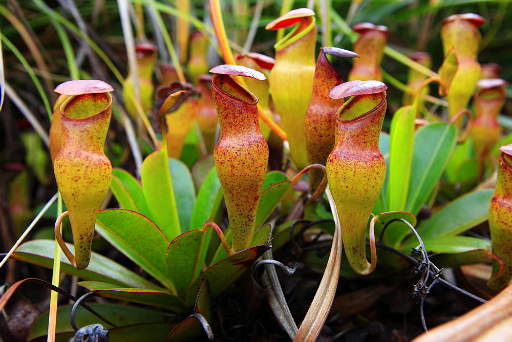 Carnivorous, endemic Pitcher Plant (Nepenthes pervillei), Mount Copolia in the Morne Seychellois National Park, Mahe island, Seychelles, Africa, Indian Ocean