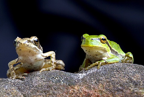 Agile Frog (Rana dalmatina) and European Green Treefrog (Hyla arborea), Marchfeld, Lower Austria, Austria, Europe