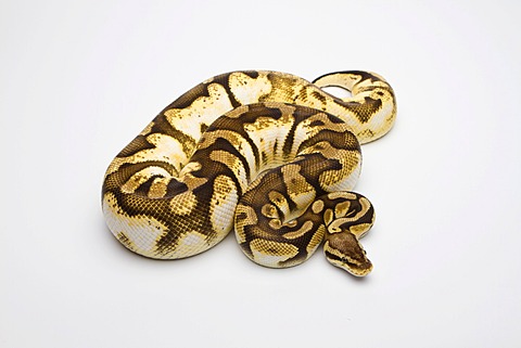 Royal python (Python regius), Pastel Sugar, female, reptile breeder Willi Obermayer, Austria