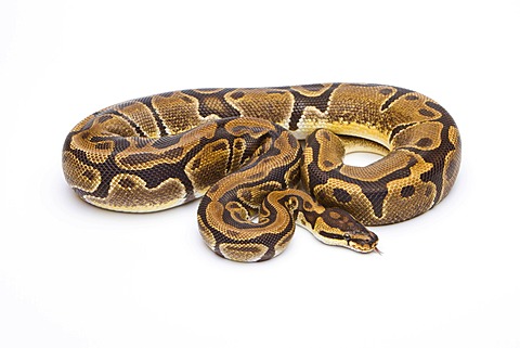 Royal python (Python regius), Matanic, female, reptile breeder Willi Obermayer, Austria