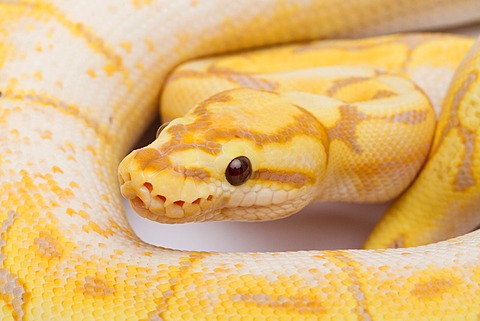 Royal Python (Python regius), Spider CG, male, Willi Obermayer reptile breeding, Austria