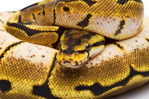 Royal Python (Python regius), Spider, female, Willi Obermayer reptile breeding, Austria