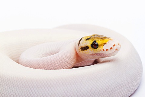 Royal Python (Python regius), Bumble Bee Piebald, female, Willi Obermayer reptile breeding, Austria