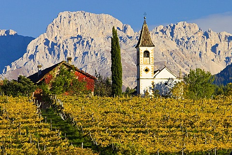 Vineyards in autumn, Dolomites, Alto Adige, Italy, Europe