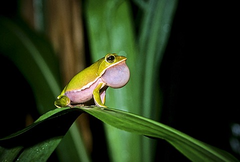 Farmland Green Tree Frog (Rhacophorus arvalis), inflated vocal sac, courtship display, species endemic to Taiwan, Asia