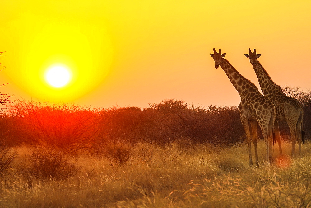 Giraffes (Giraffa camelopardalis) in front of sunset, Namibia, Africa