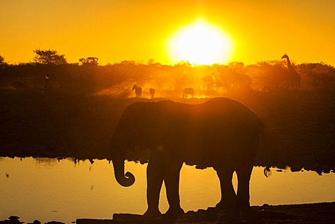 Wild animals at sunset, African elephant (Loxodonta africana), Plains Zebras (Equus quagga) and a Giraffe (Giraffa camelopardalis), Etosha National Park, Namibia, Africa