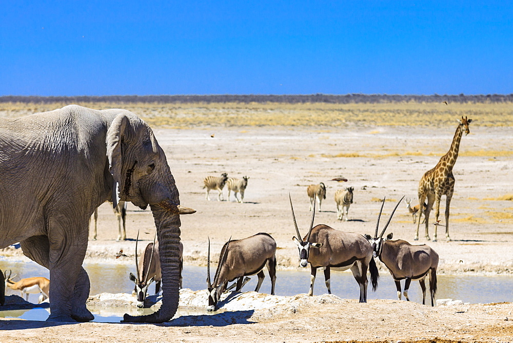 African elephant (Loxodonta africana), gemsboks or gemsbucks (Oryx gazella), giraffe (Giraffa camelopardalis) and springboks (Antidorcas marsupialis) at a waterhole, Etosha National Park, Namibia, Africa