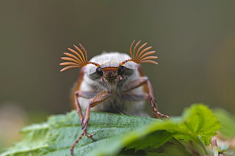 Cockchafer (Melolontha melolontha), Guxhagen, Hesse, Germany, Europe