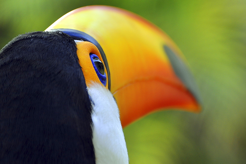 Toco Toucan (Ramphastos toco), Foz de Iguazu, Puerto Iguazu, Argentina - Brazil border, South America