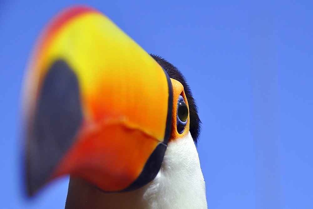 Toco toucan (Ramphastos toco), Foz de Iguazu, Puerto Iguazu, border of Argentina and Brazil, South America