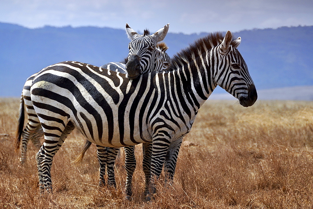 Zebra (Equus quagga) putting head on another one's back, Serengeti, Tanzania, Africa