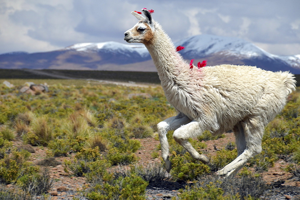 Llama (Lama glama) running on the Altiplano, Andes Mountains, Cuzco, Peru, South America