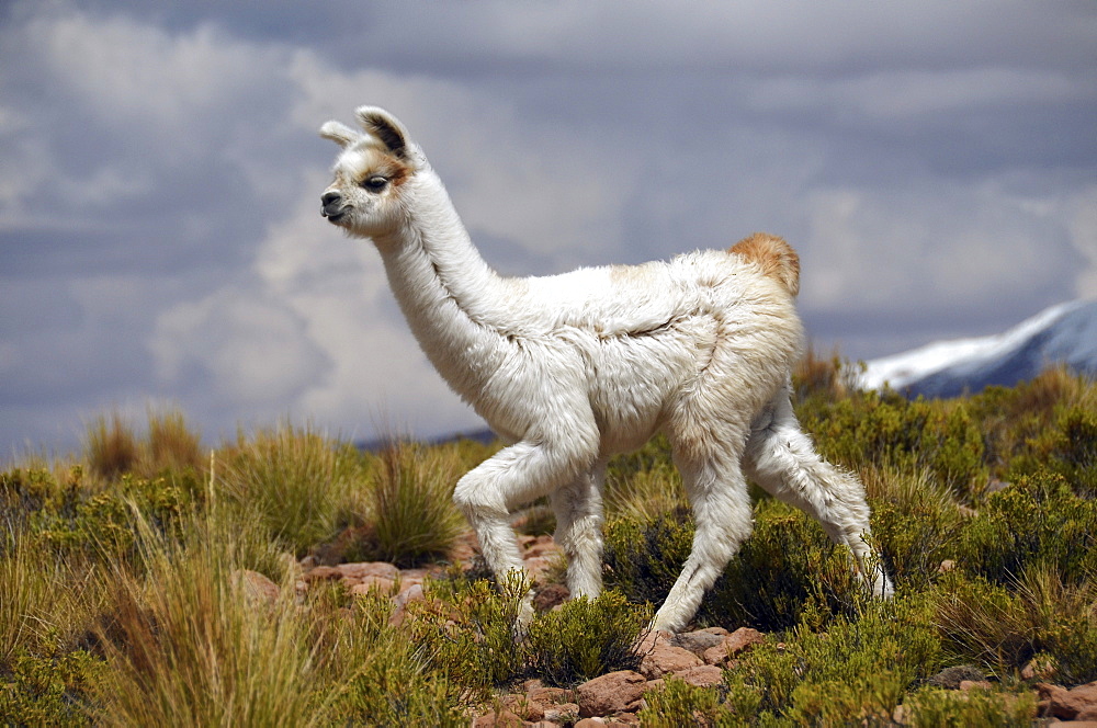 Alpaca (Vicugna pacos), young, Andes, Bolivian Altiplano, border triangle of Bolivia, Chile and Argentina, South America