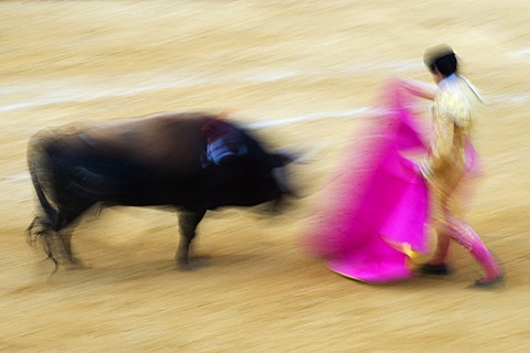 Torero and bull, blurred bull fight, Benidorm, Spain, Europe