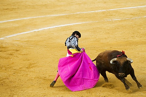 Torero and bull, bull fight, Benidorm, Spain, Europe