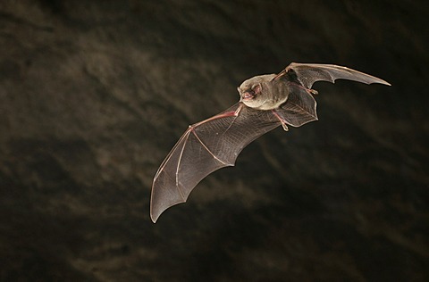 Common Bent-wing Bat or Schreiber's Long-Fingered Bat (Miniopterus schreibersii)