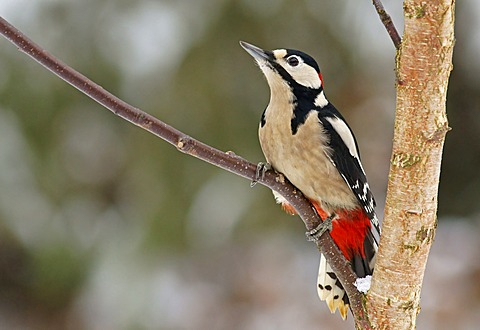 Great Spotted Woodpecker (Dendrocopos major), male